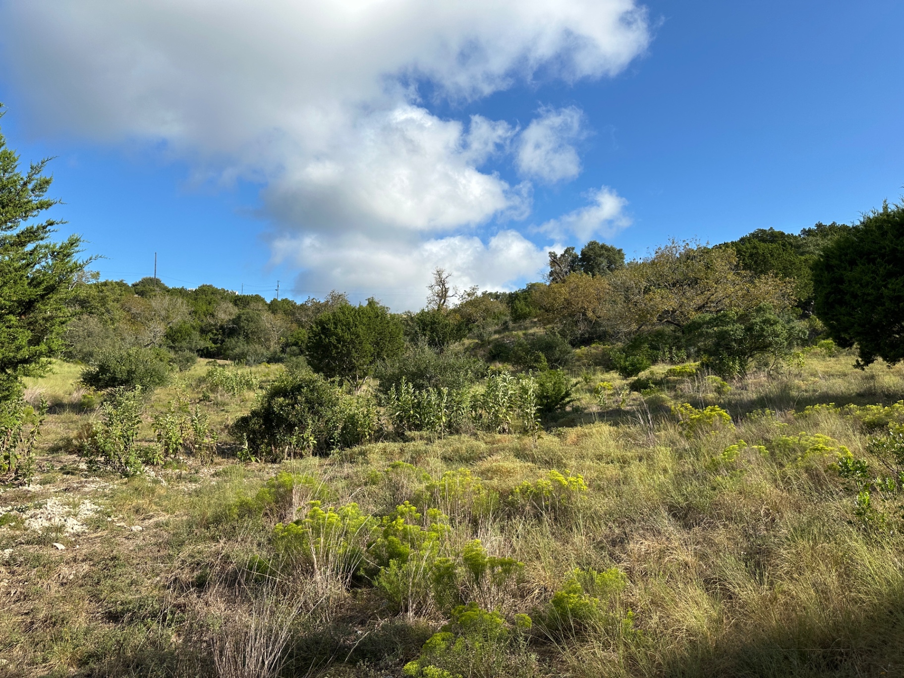 Overgrown Hill Country hillside before pasture mowing and brush removal
