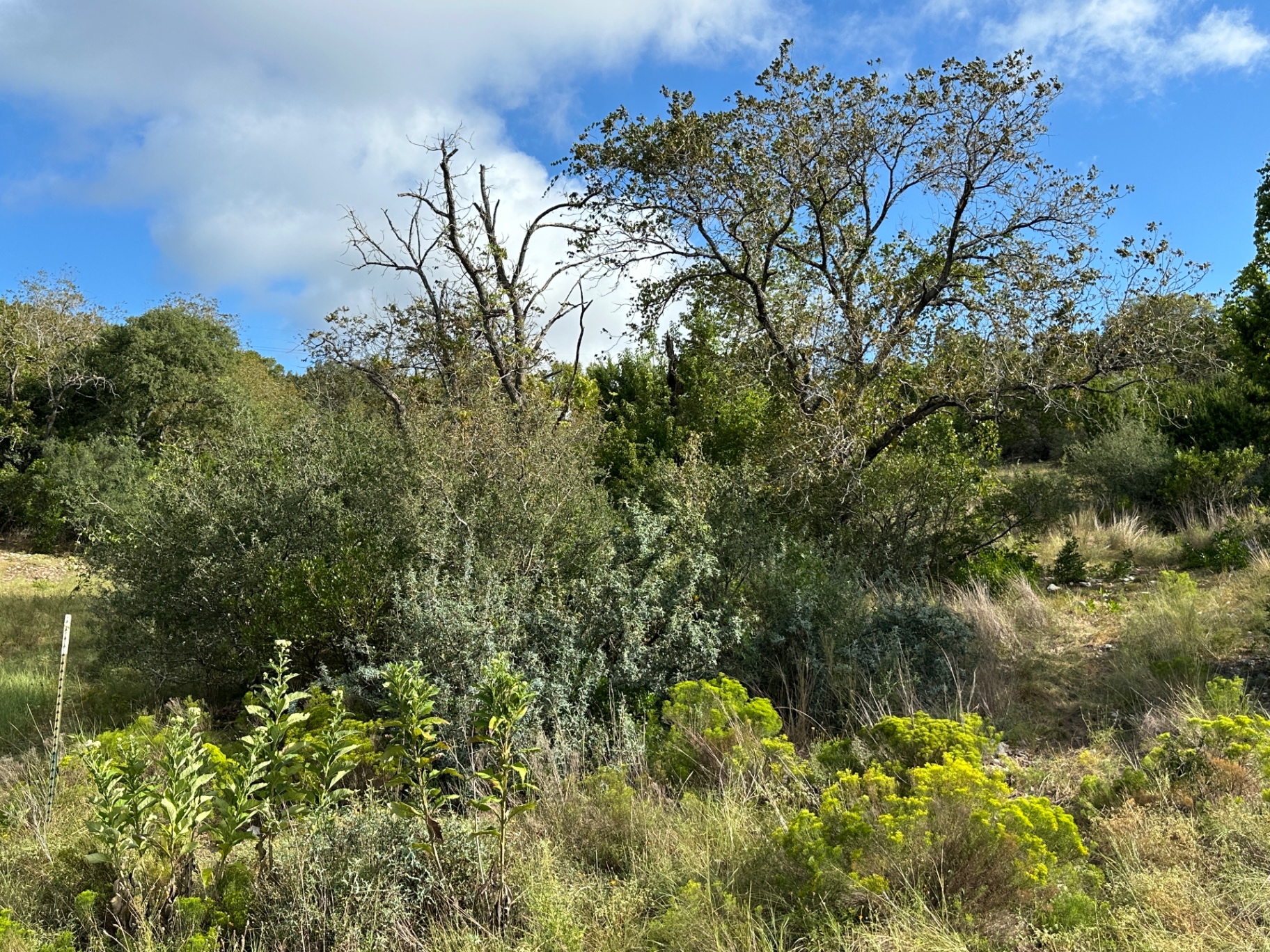 Brushy Hill Country pasture before cedar and brush clearing