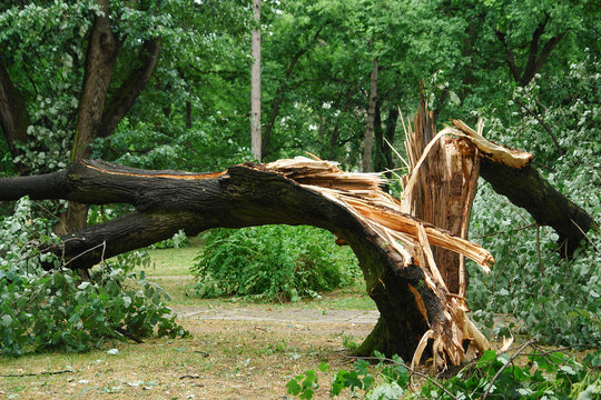 Storm Cleanup