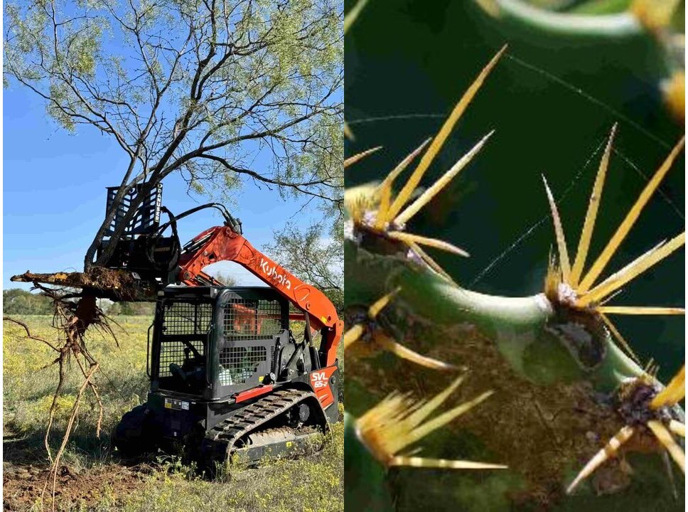 Mesquite & Invasive Clearing
